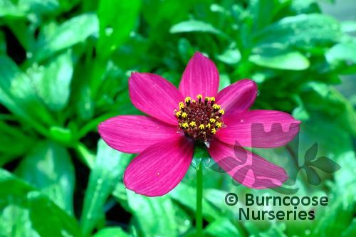 COSMOS atrosanguineus 'Cherry Chocolate' 